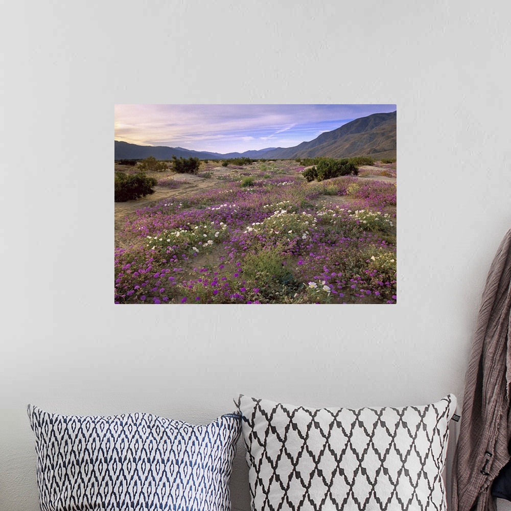 A bohemian room featuring Sand Verbena (Abronia sp) and Primrose blooming, Anza-Borrego Desert State Park, California. Smal...