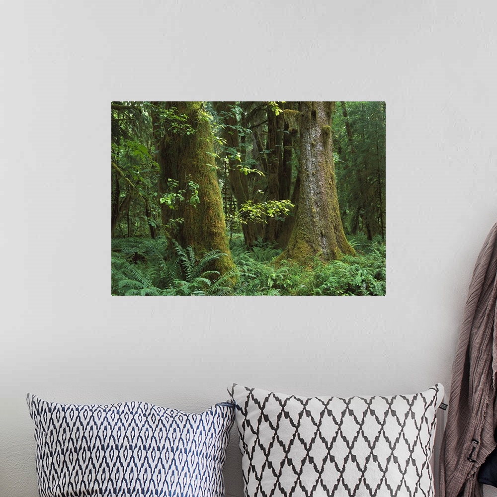 A bohemian room featuring Trees and dense undergrowth in the Hoh Rainforest, Olympic National Park, Washington