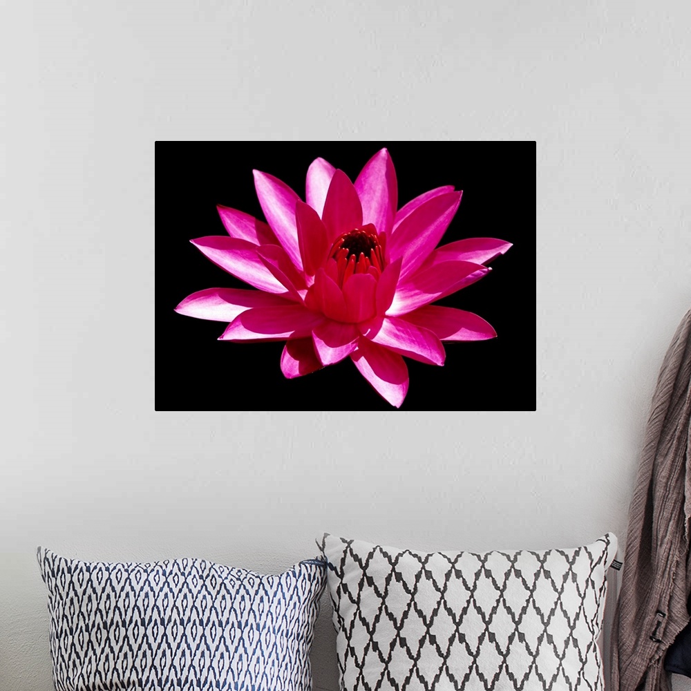 A bohemian room featuring Close Up View of a Red Water Lily