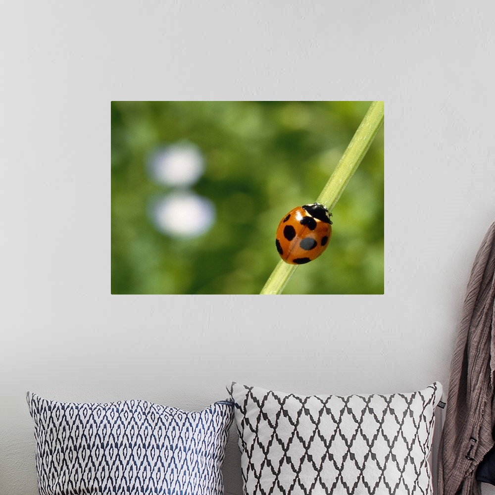 A bohemian room featuring Ladybug on a stem