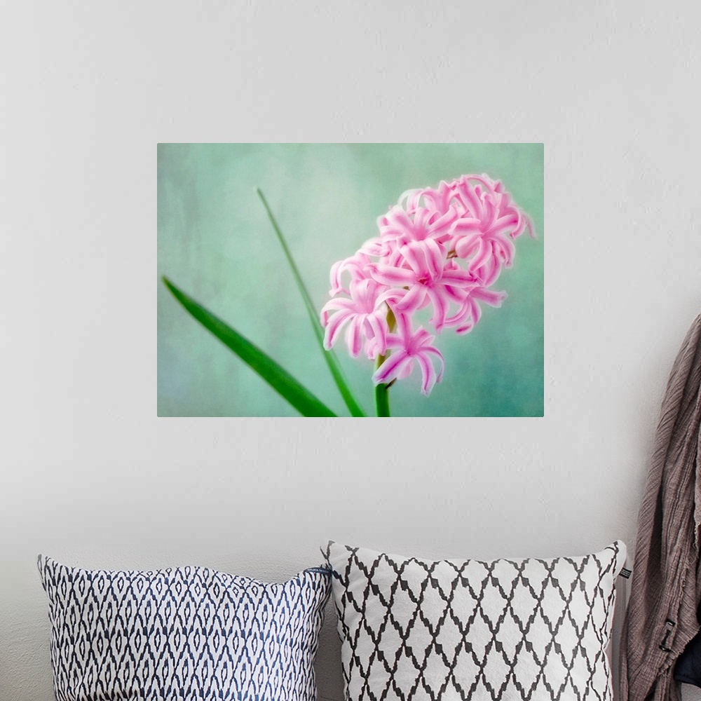 A bohemian room featuring Hyacinth flower, a beautiful spring flower