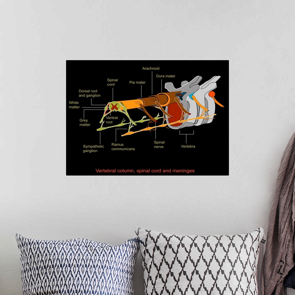 A bohemian room featuring Spine anatomy, artwork. The spinal cord is made up of grey matter (dark red), which contains nerv...