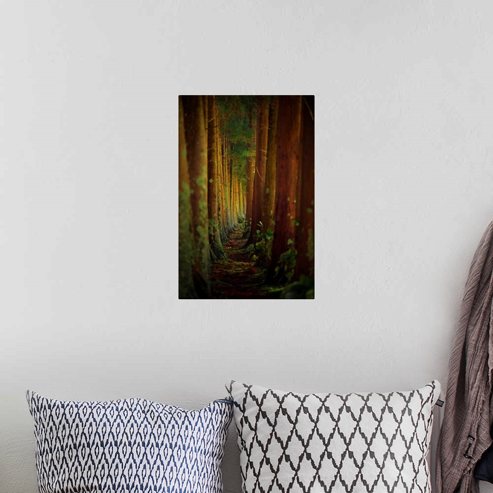 A bohemian room featuring Looking through the narrow grove of trees in a forest.