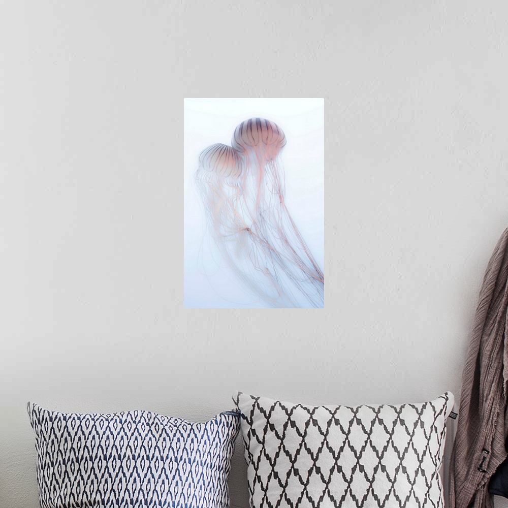 A bohemian room featuring A photograph of two jellyfish against a soft background.