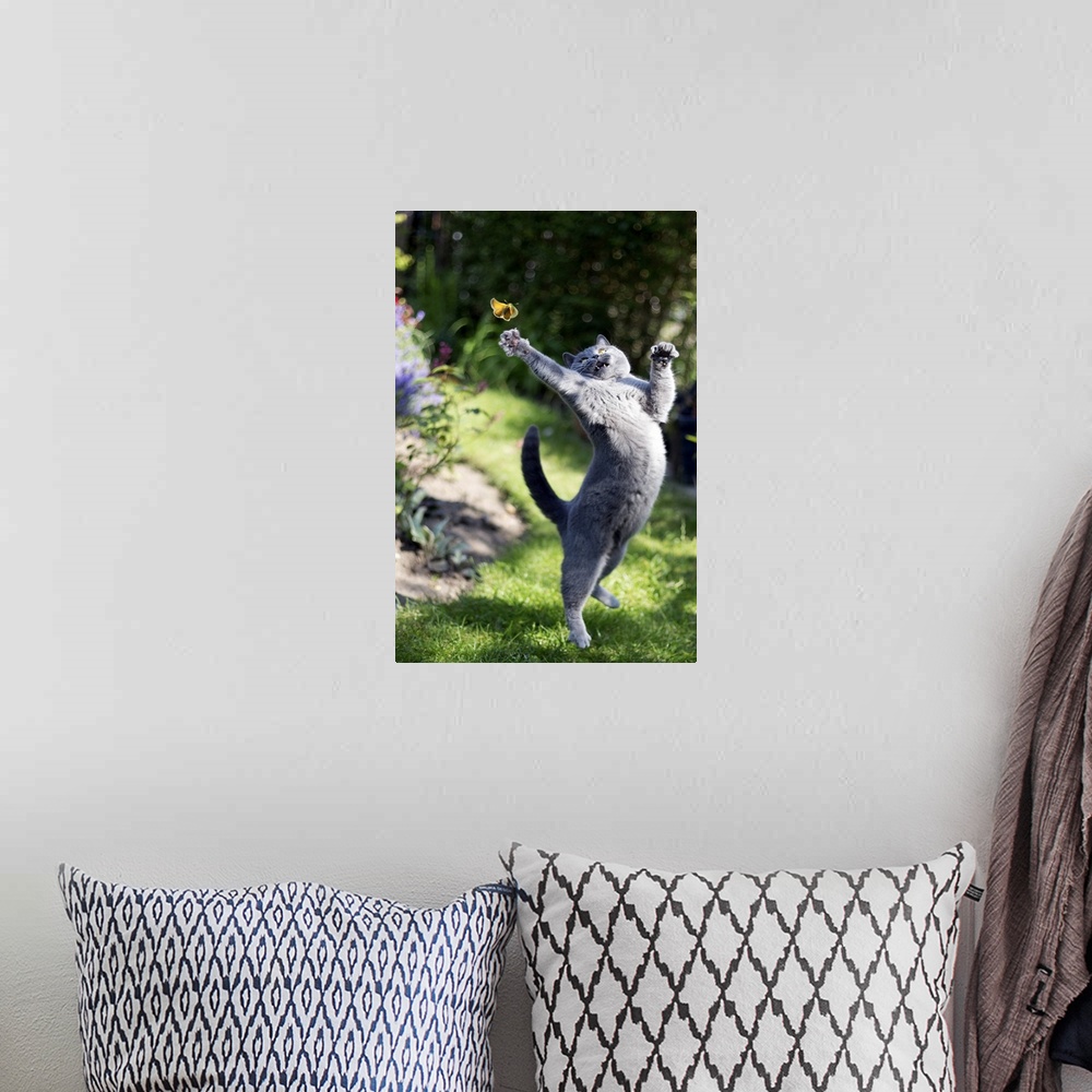 A bohemian room featuring A cute, athletic grey cat leaping into the air to try and catch a yellow butterfly in a garden.