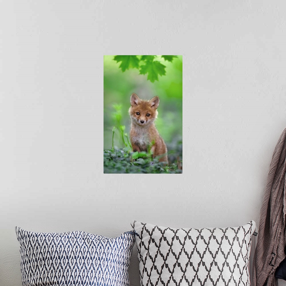 A bohemian room featuring Red Fox Pup