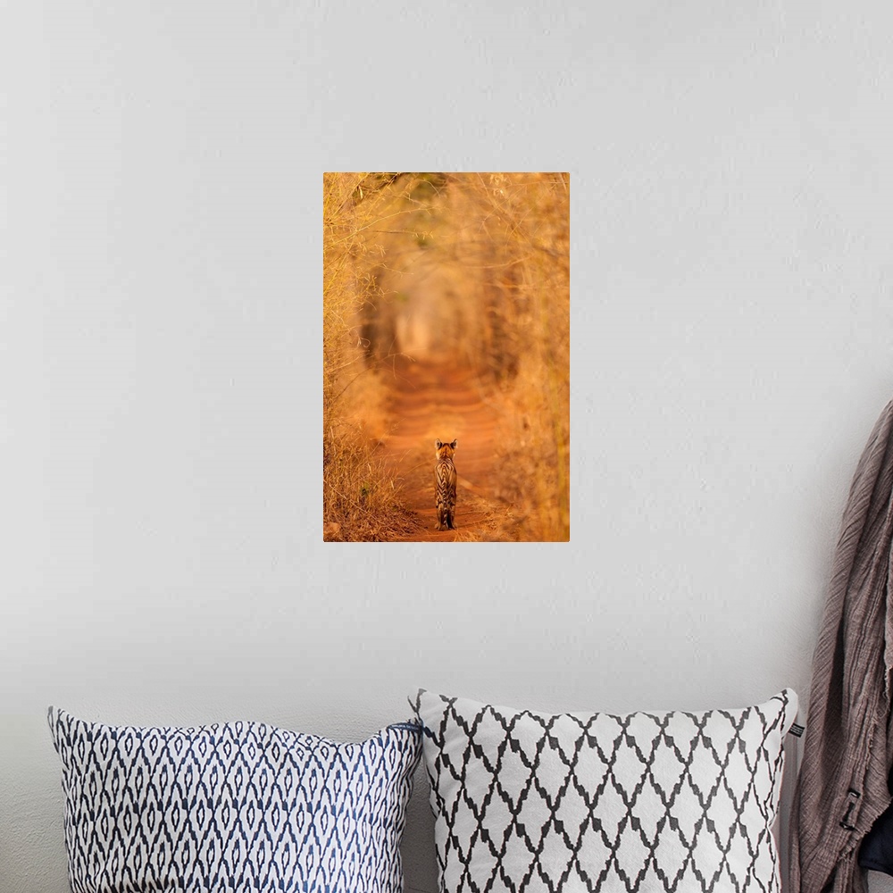 A bohemian room featuring A photograph of a tiger seen walking through a grove of dry brush.