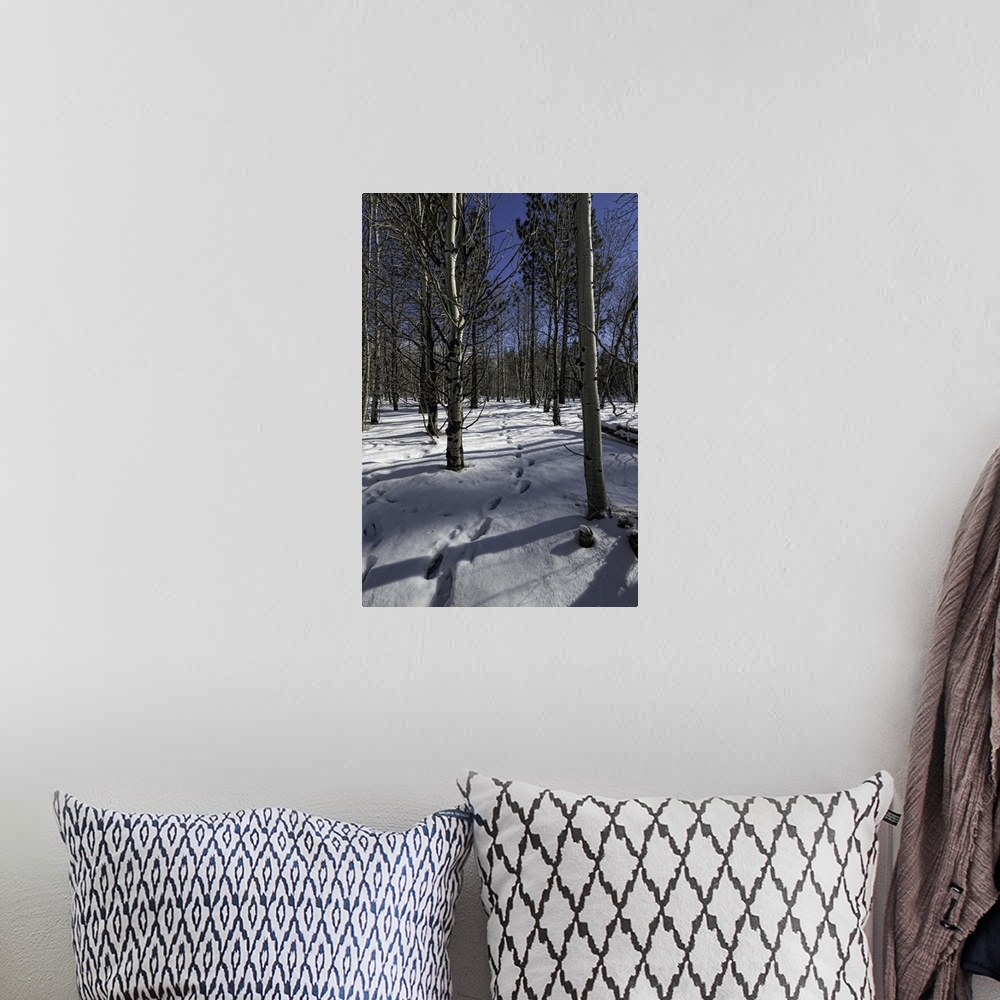 A bohemian room featuring Snowy path through forest