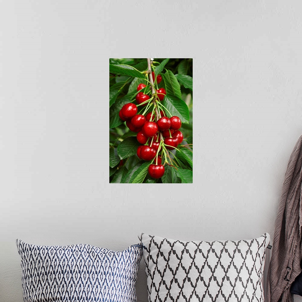 A bohemian room featuring A cluster of ripe Bing cherries on the tree, ready for harvest