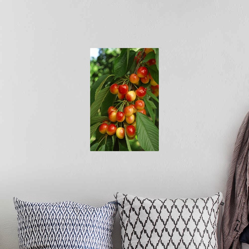 A bohemian room featuring A cluster of ripe Rainier cherries on the tree, ready for harvest