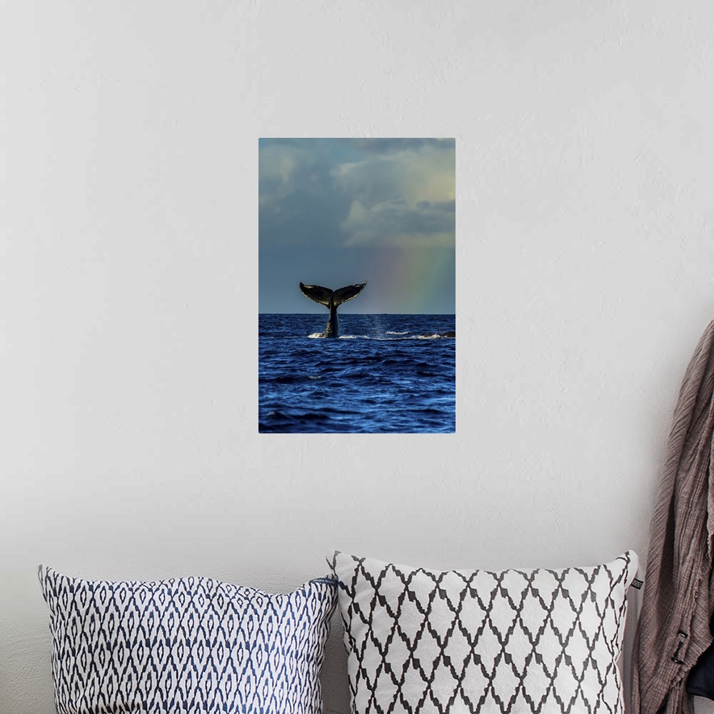 A bohemian room featuring A humpback whale fluke next to a rainbow in the Pacific Ocean.