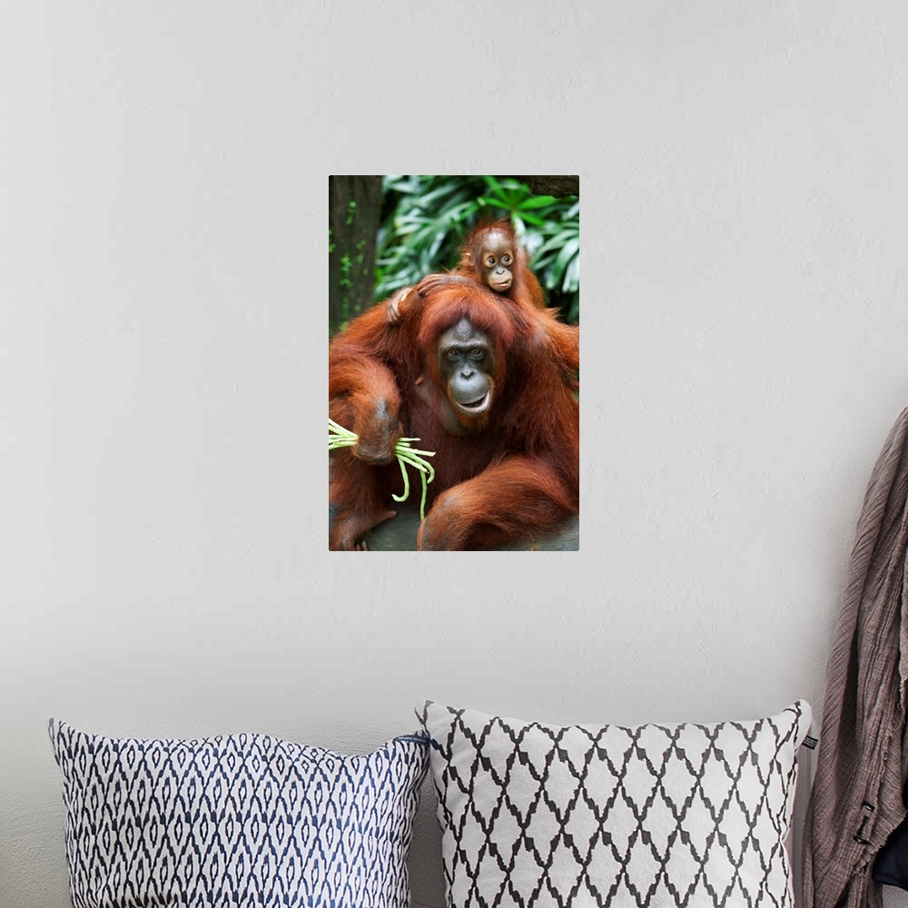 A bohemian room featuring A Mother Orangutan Eats Vegetables With Her Baby; Singapore