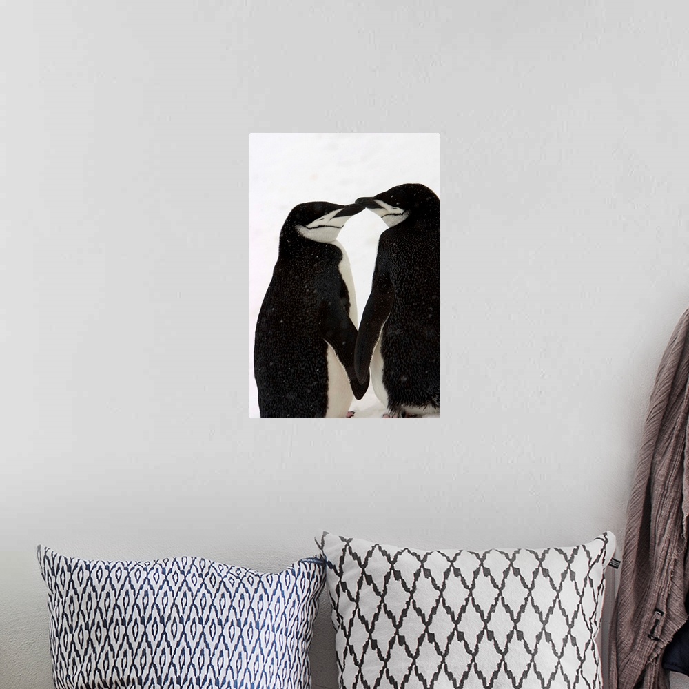 A bohemian room featuring A pair of chinstrap penguins in a courtship cuddle.
