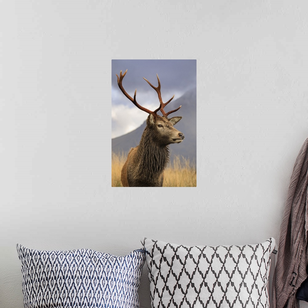 A bohemian room featuring A red deer stag in Glen Etive.