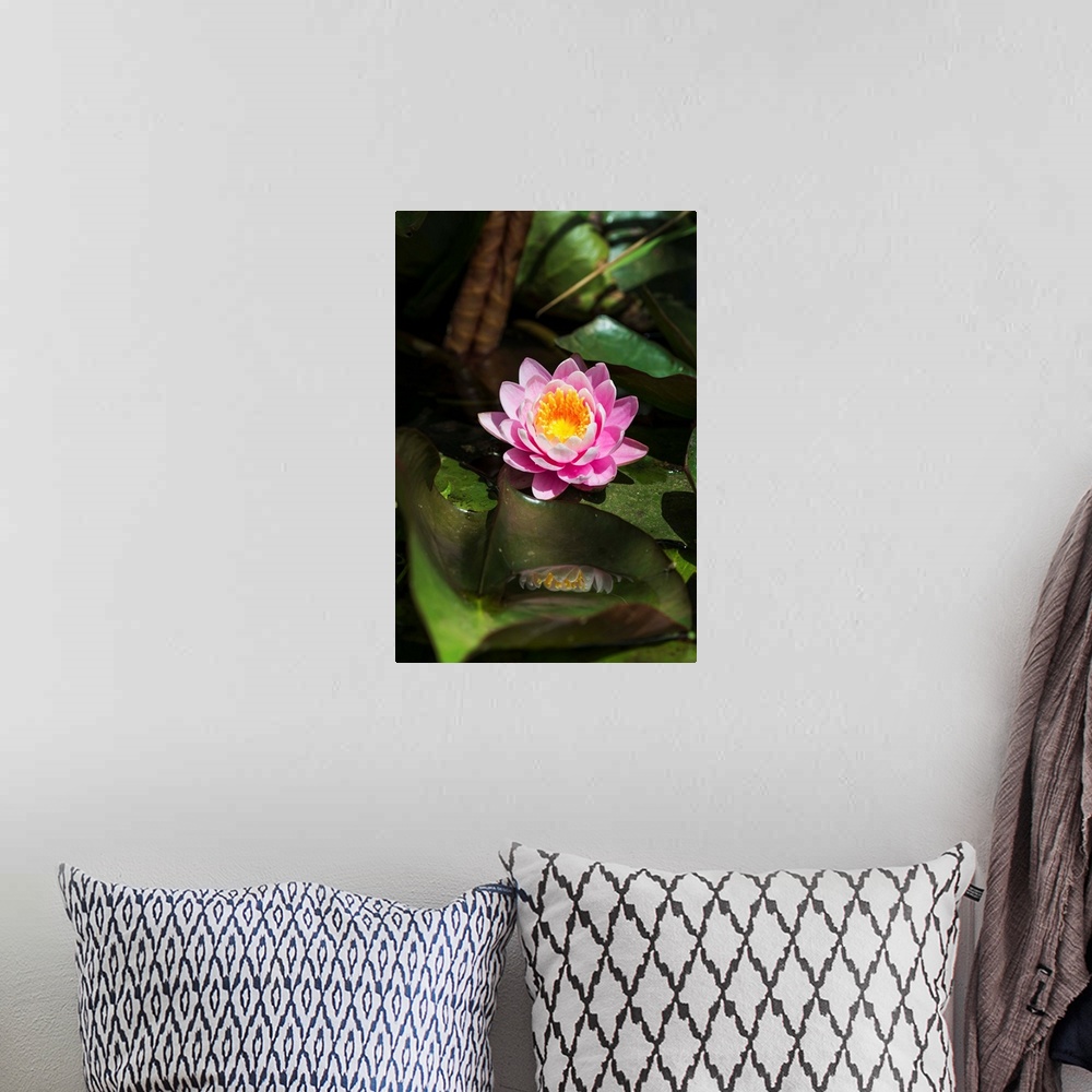 A bohemian room featuring A water lily blooms in springtime. Astoria, Oregon, United States of America.