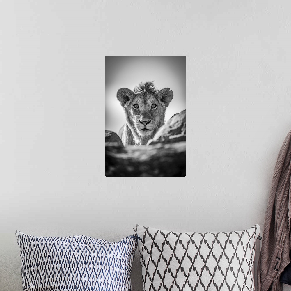 A bohemian room featuring A young male lion (Panthera leo) pokes his head above a rocky ledge under a blue sky. He has a sh...