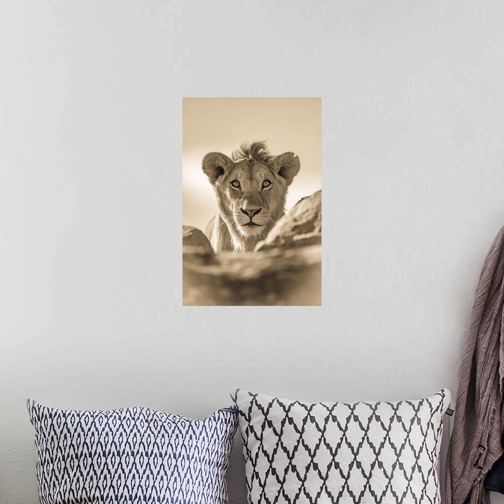 A bohemian room featuring A young male lion (Panthera leo) pokes his head above a rocky ledge. He has a short mane and is s...