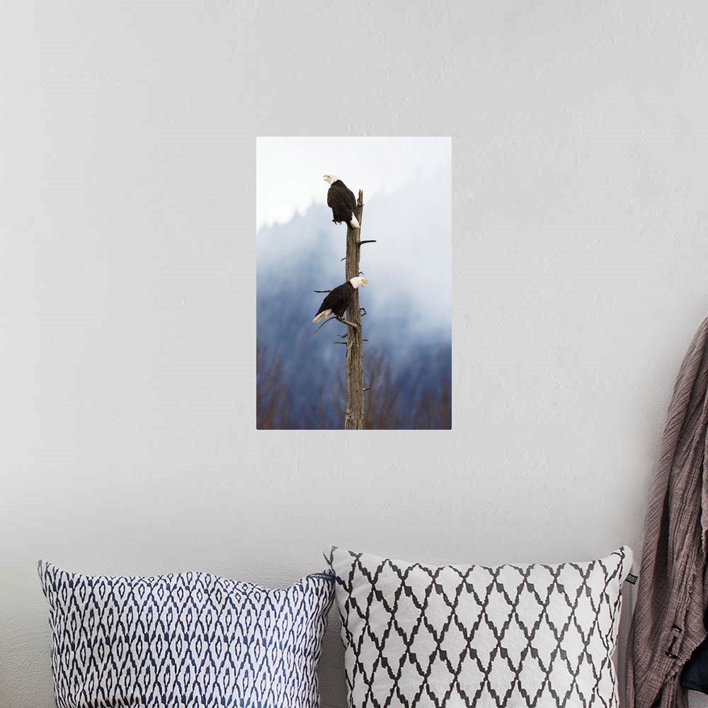 A bohemian room featuring Adult Bald Eagles Perched On Top Of A Dead Tree, Portage Valley, Alaska