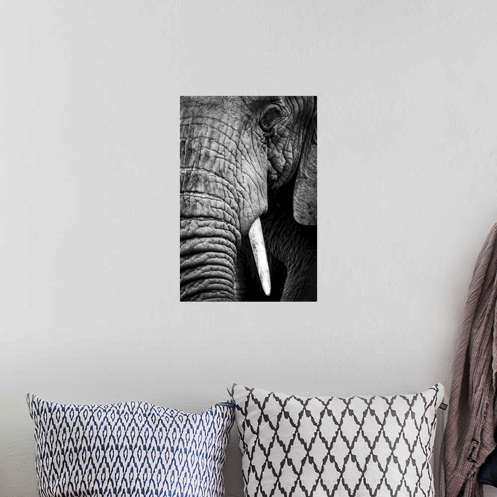 A bohemian room featuring An African elephant (loxodonta africana) stares at the camera, showing its wrinkled skin, long tr...