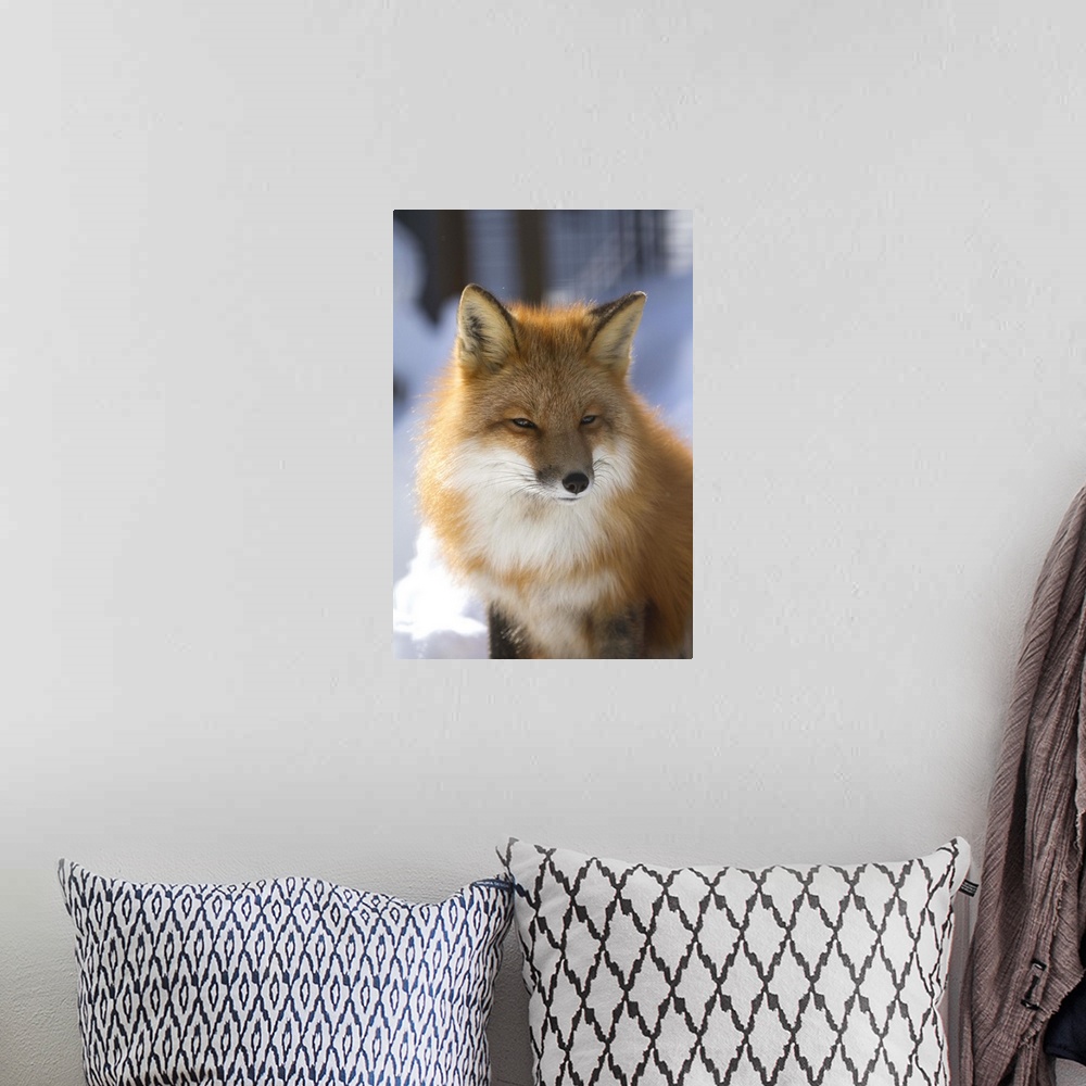 A bohemian room featuring An adult Red fox in the Anchorage area of Alaska