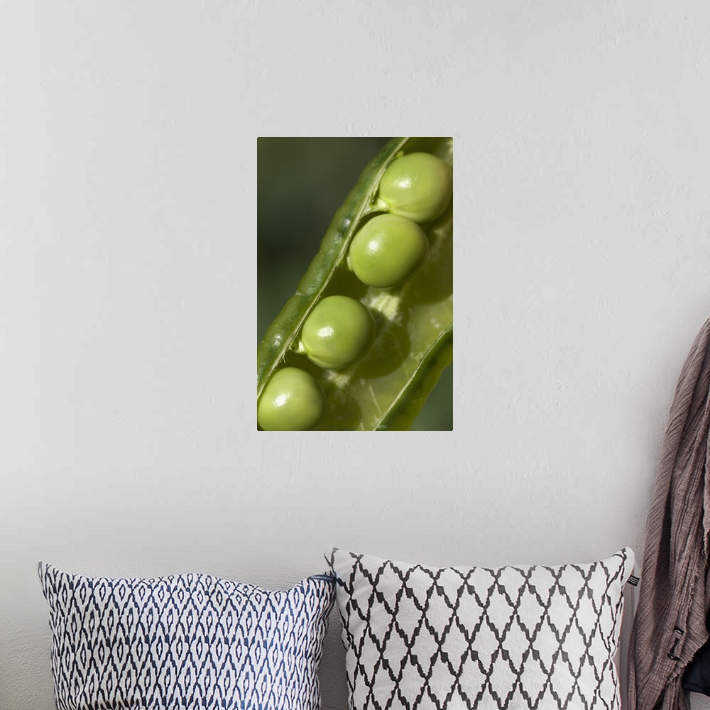 A bohemian room featuring An Opened Green Pea Pod