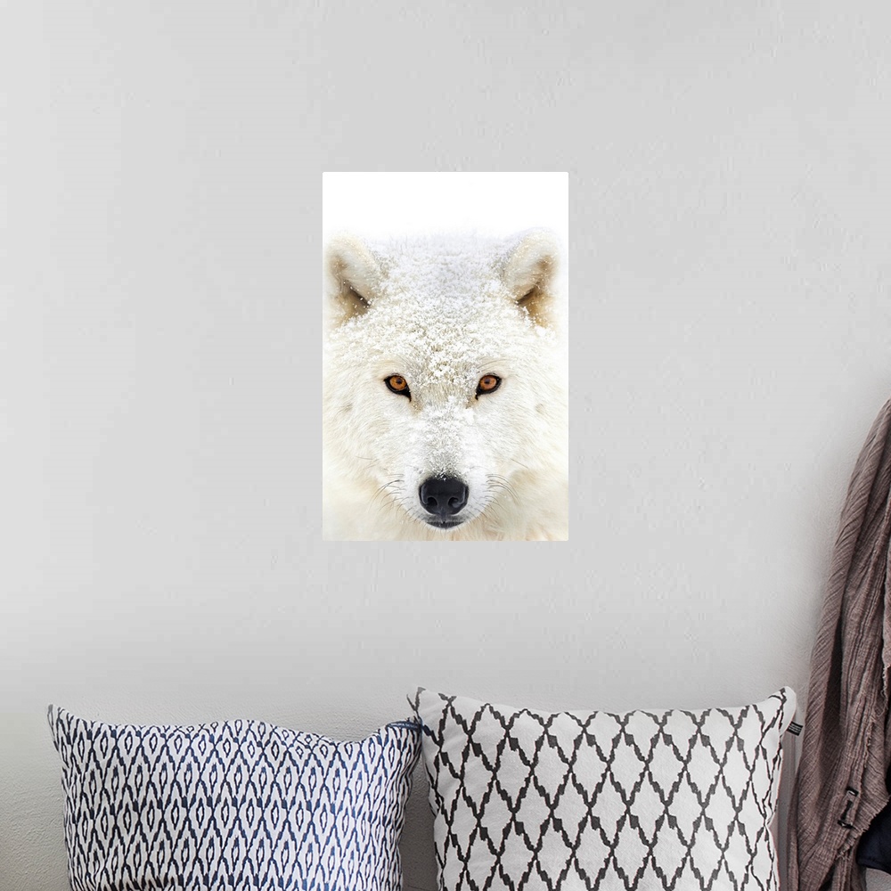 A bohemian room featuring Arctic wolf (Canis lupus arctos) portrait; Montebello, Quebec, Canada