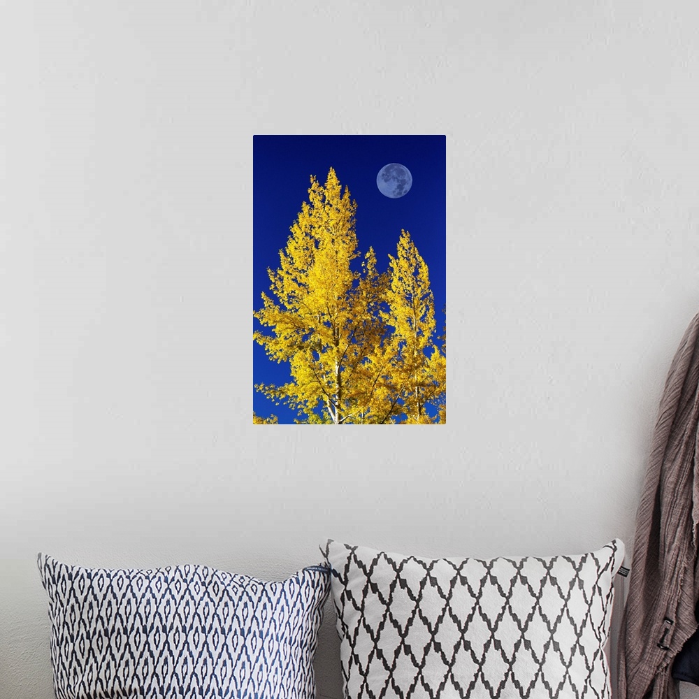 A bohemian room featuring Aspen Trees In Autumn With Large Full Moon And Blue Sky, Calgary, Alberta, Canada