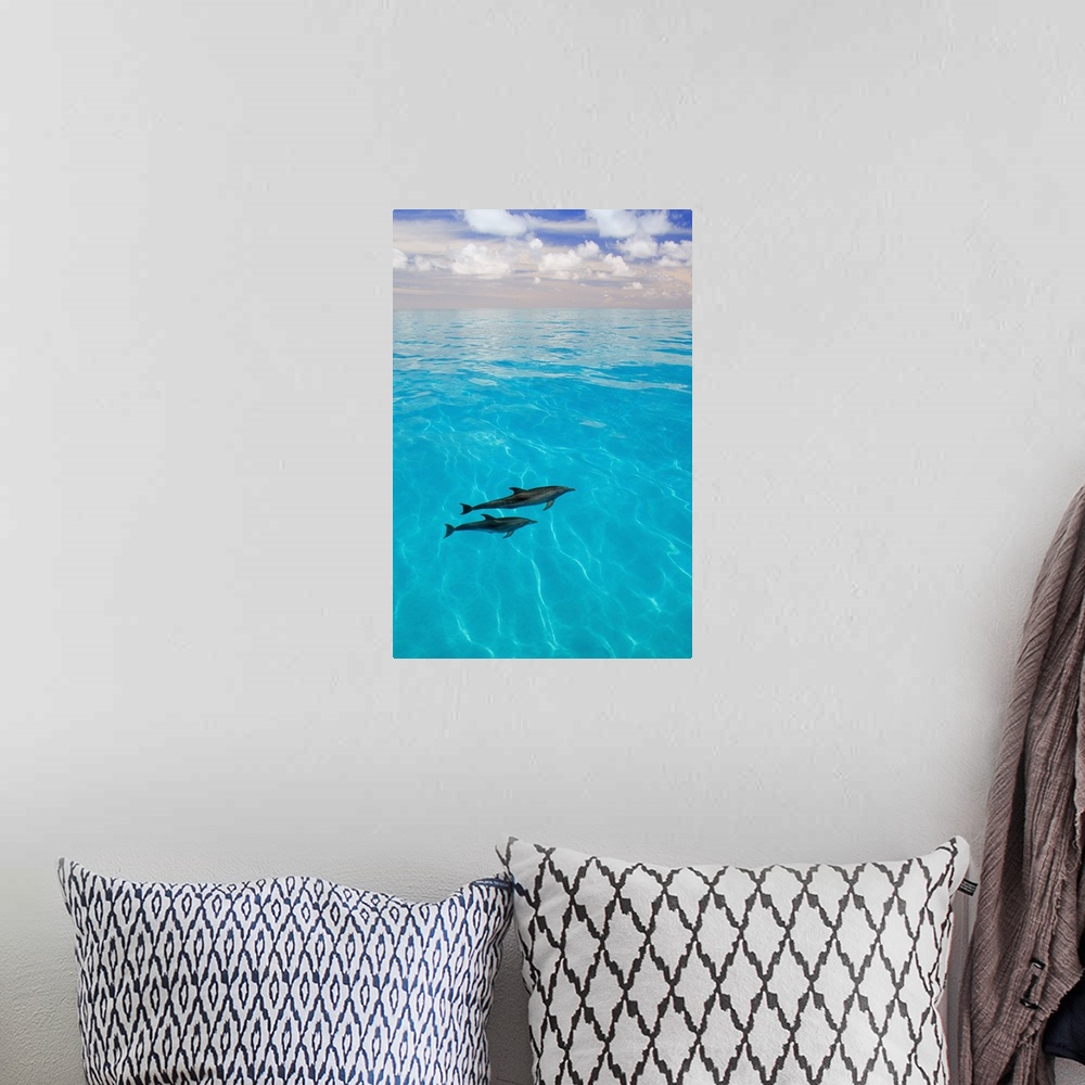 A bohemian room featuring Atlantic Spotted Dolphins