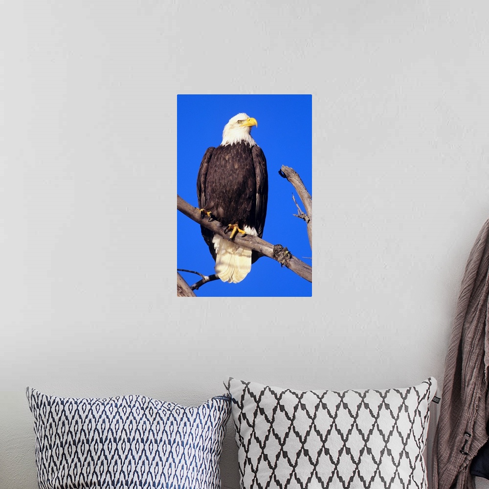 A bohemian room featuring Bald Eagle (Haliaeetus Leucocephalus) Perched On A Branch
