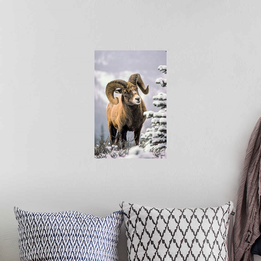 A bohemian room featuring Bighorn Sheep, Winter, Jasper National Park, Alberta, Canada
