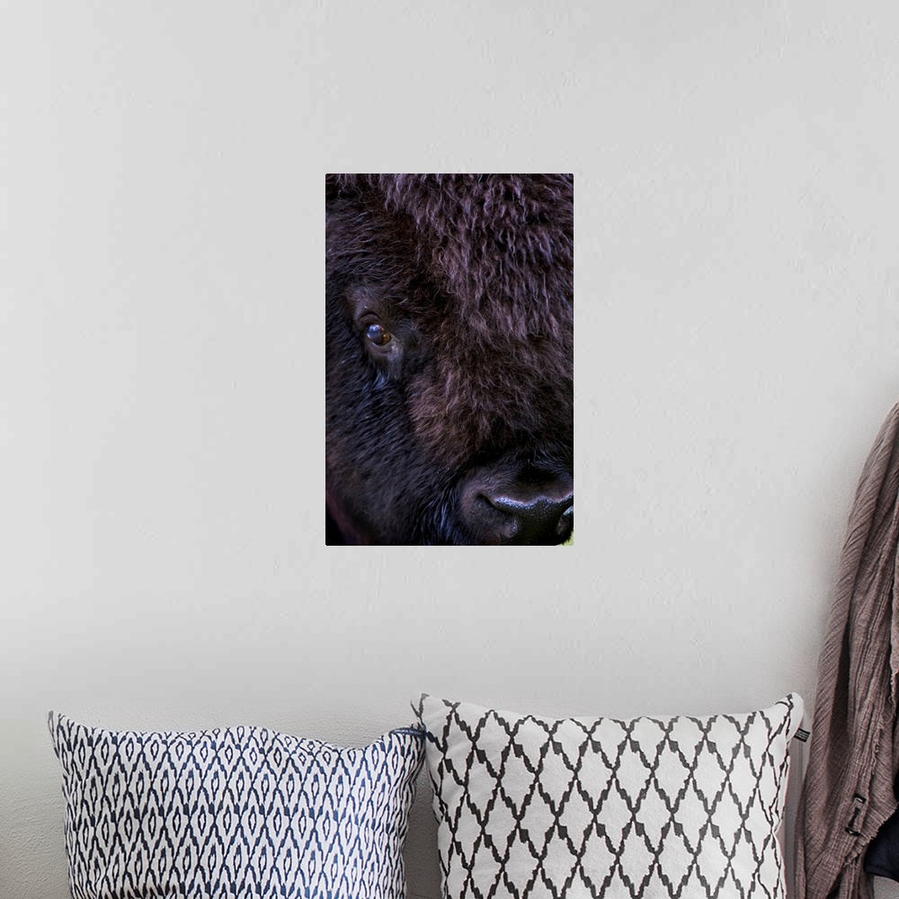 A bohemian room featuring Bison, Close Up