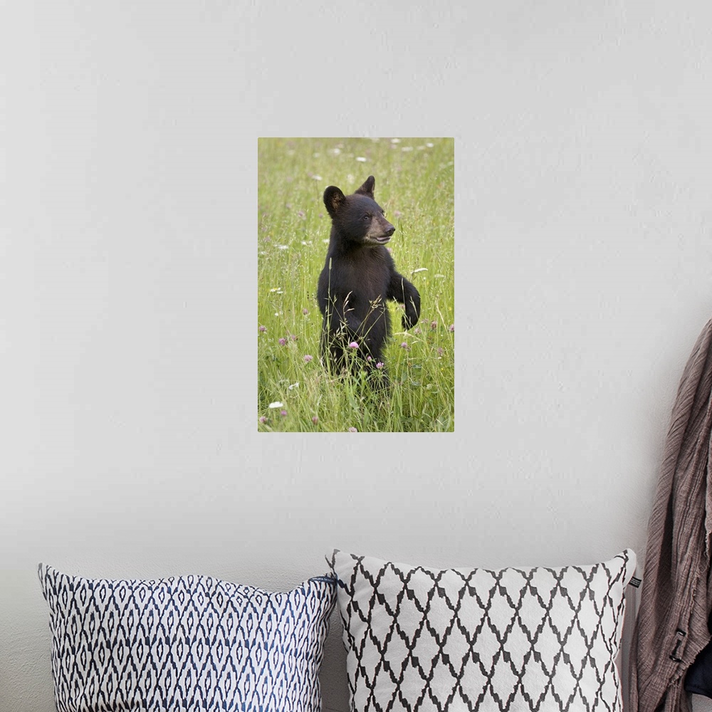 A bohemian room featuring Black Bear Cub In Meadow Of Wildflowers Minnesota Spring Captive