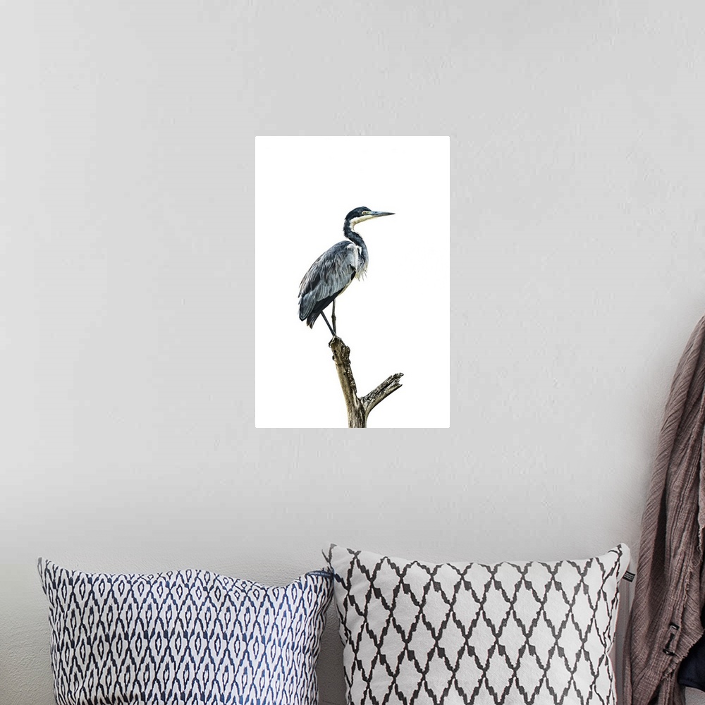 A bohemian room featuring Black-headed heron (Ardea melanocephala) stands in profile on a forked tree stump against a cloud...