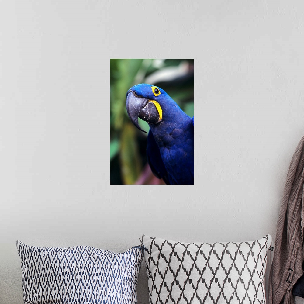A bohemian room featuring Blue And Yellow Hyacinth Macaw