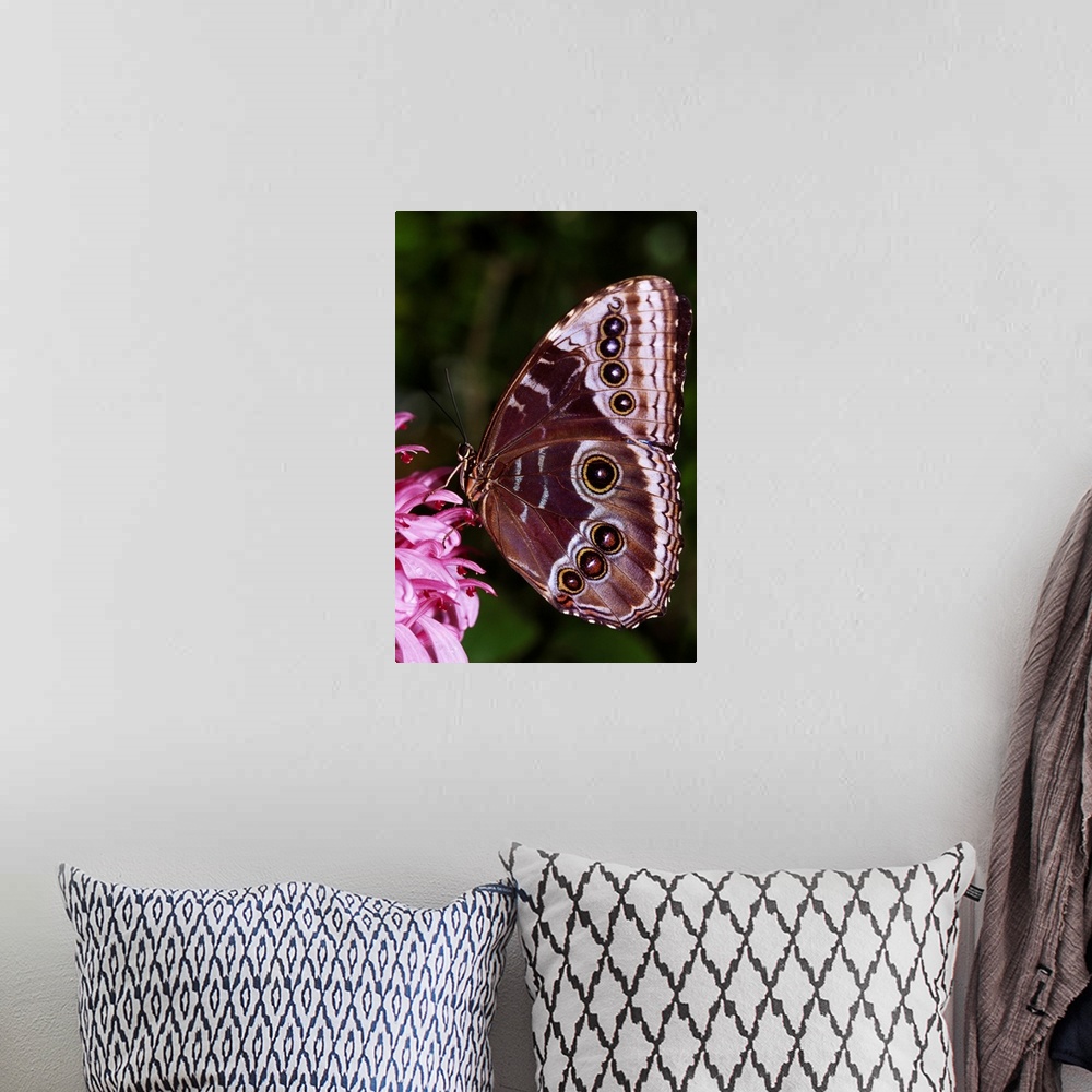 A bohemian room featuring Blue Morpho Butterfly On Flower