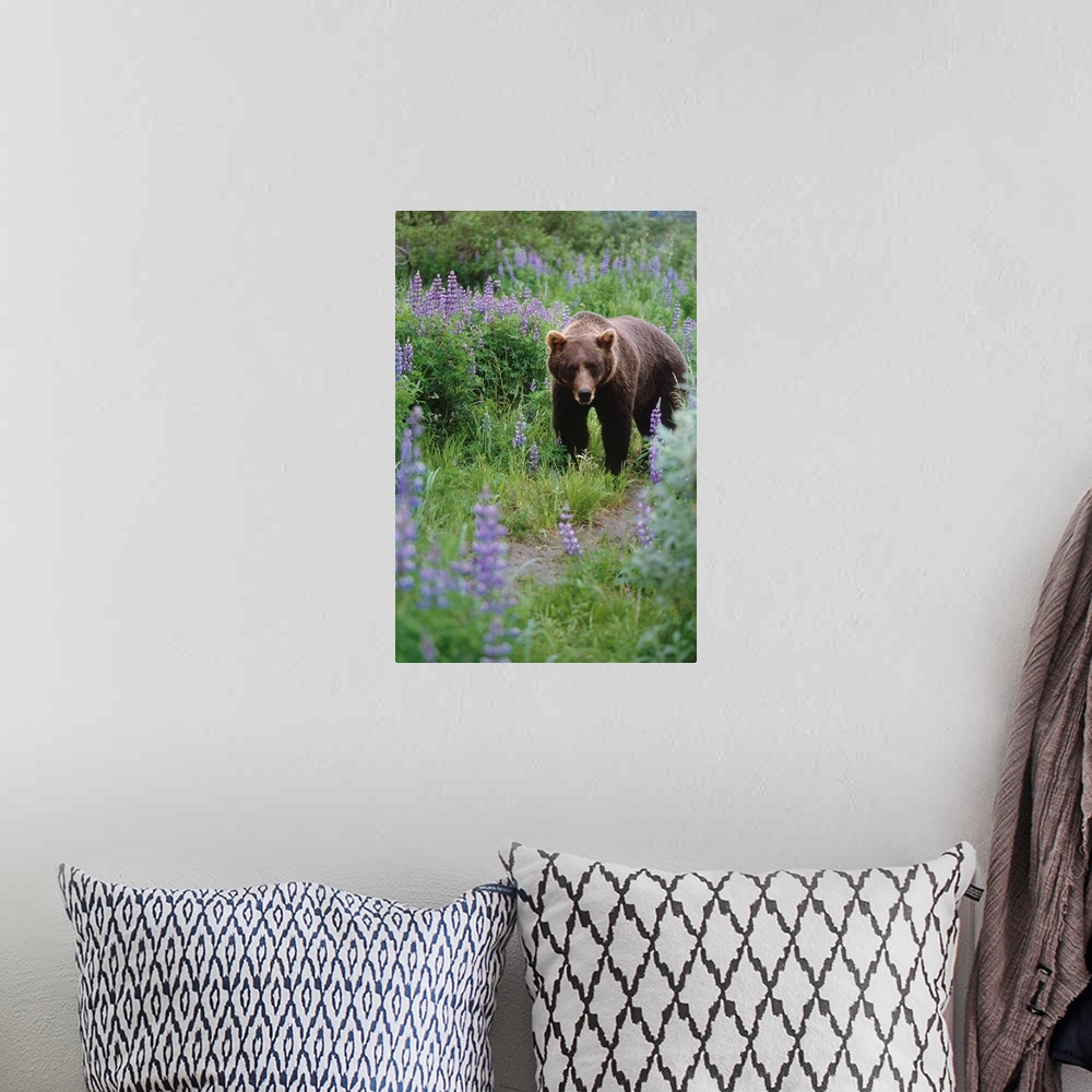 A bohemian room featuring Captive: brown bear walking amongst lupine wildflowers at the Alaska wildlife conservation center...