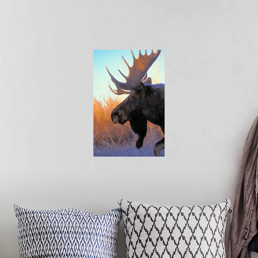 A bohemian room featuring Bull Moose At Dawn, Autumn, Rocky Mountains