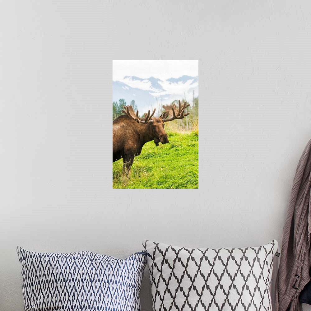 A bohemian room featuring Bull moose (alces alces) with antlers in velvet, captive in Alaska Wildlife Conservation Center, ...