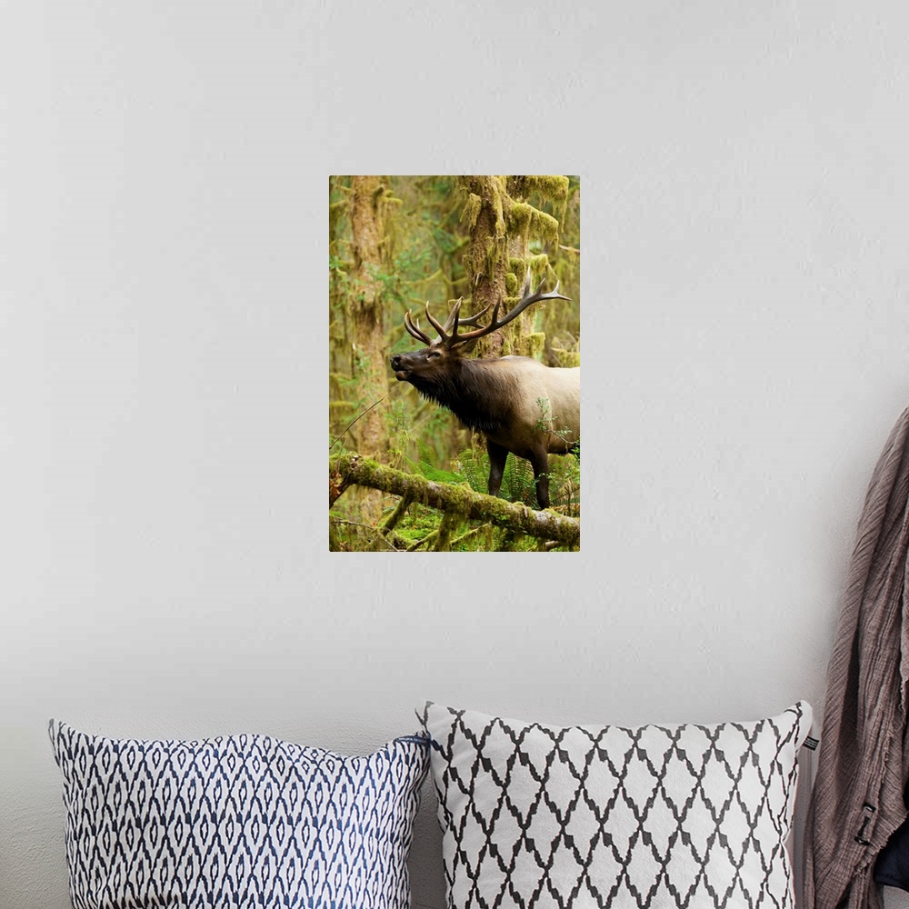 A bohemian room featuring Close up of a bull Roosevelt elk bugling in the Hoh rainforest, Olympic Peninsula, Washington