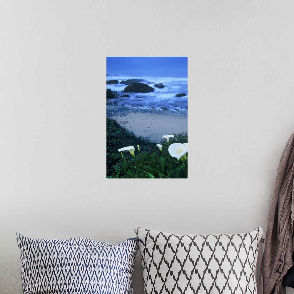 A bohemian room featuring California, Pescadero, Calla Lilies Along Coastline, Beach And Ocean In Background