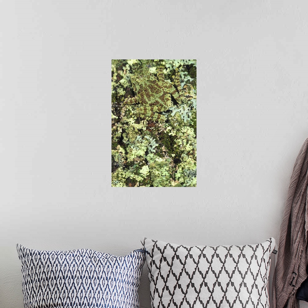 A bohemian room featuring Camouflaged Vietnamese Mossy Tree Frog