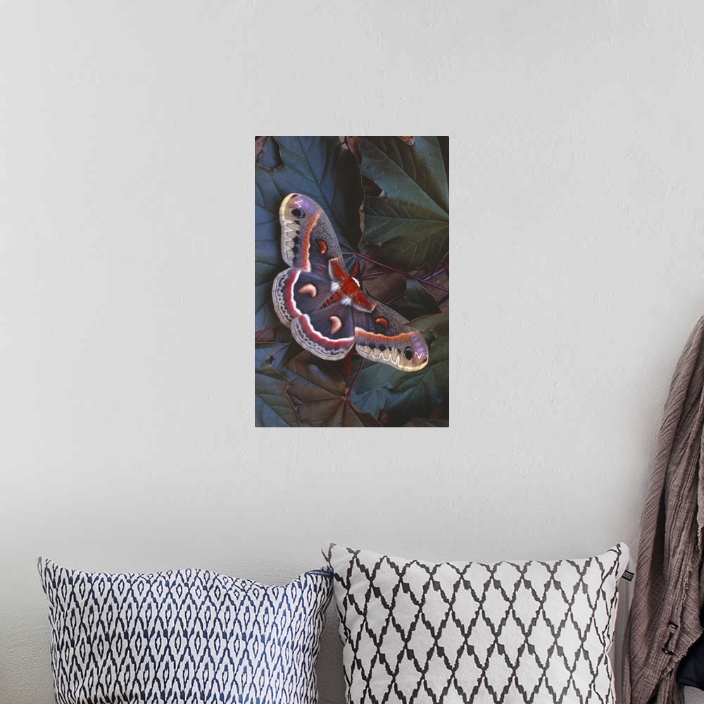 A bohemian room featuring Cecropia Moth On Leaves