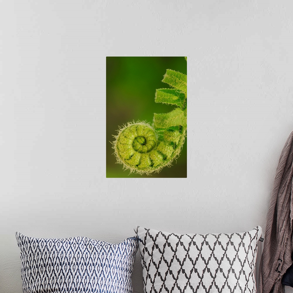 A bohemian room featuring Close up of a fern opening a new leaf in springtime, Ohio