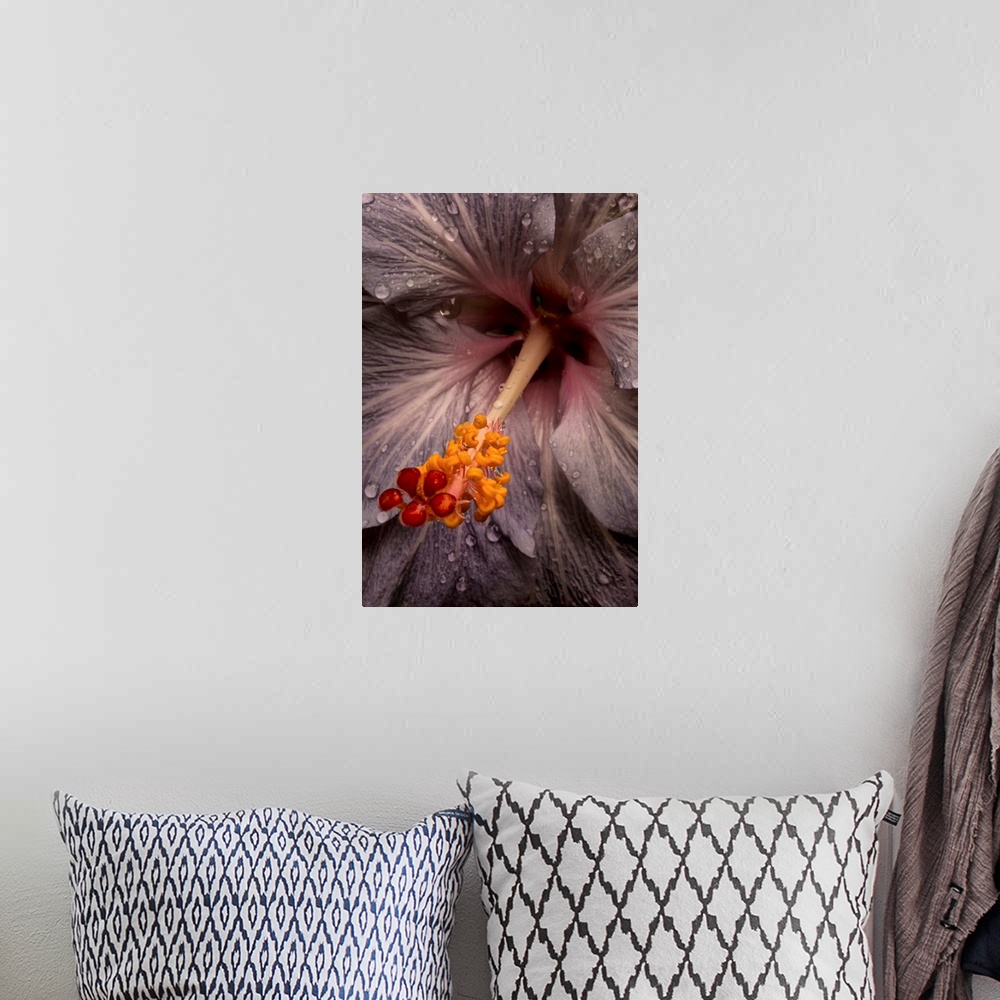 A bohemian room featuring Close up of a Hibiscus flower with water droplets; Hawaii, United States of America