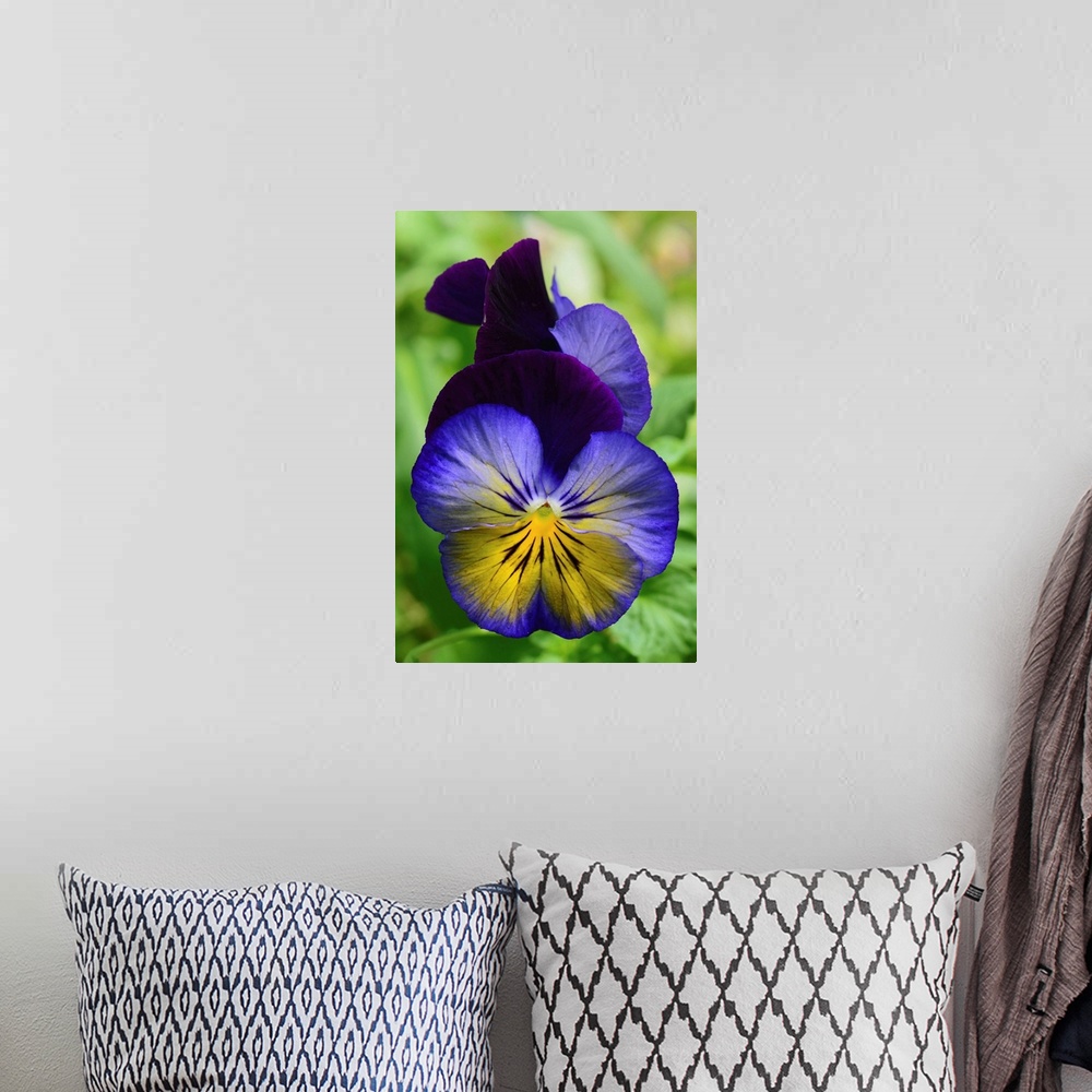 A bohemian room featuring Close up of a pair of pansy flowers. Wellesley, Massachusetts.