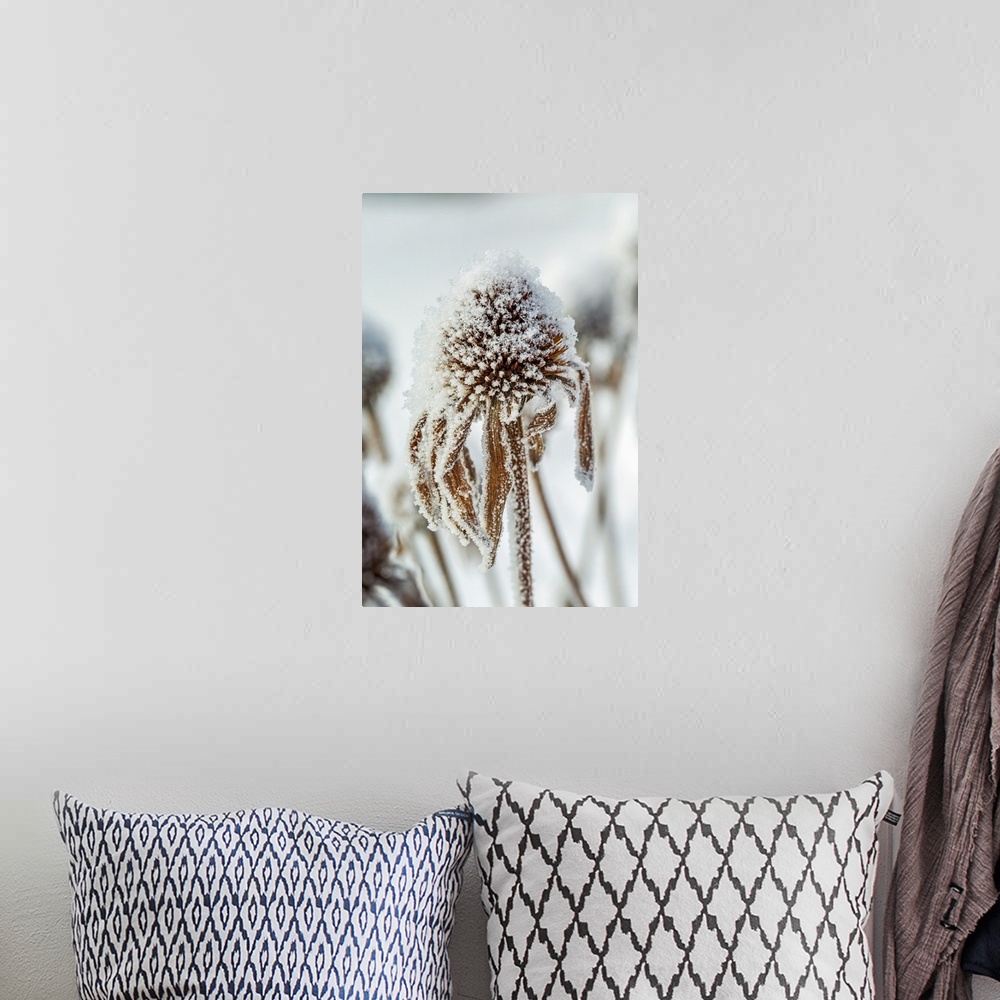 A bohemian room featuring Close-up of frosted dried echinacea stamens; Calgary, Alberta, Canada.