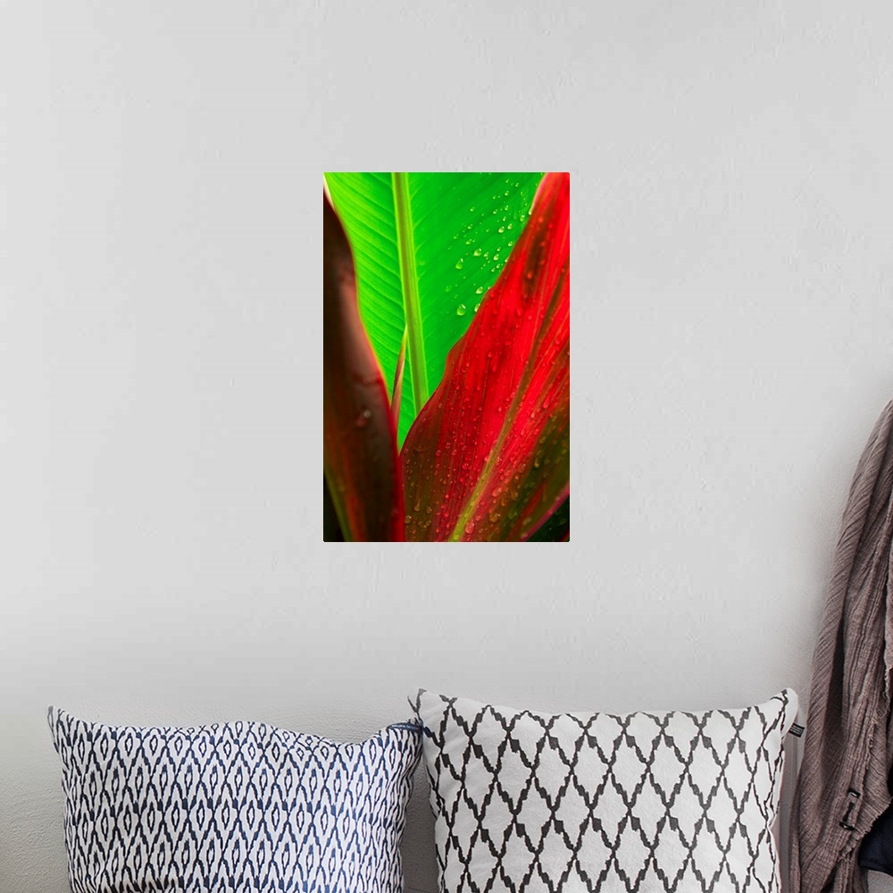 A bohemian room featuring Close-Up Of Green And Red Ti Plants (Cordyline Terminalis)