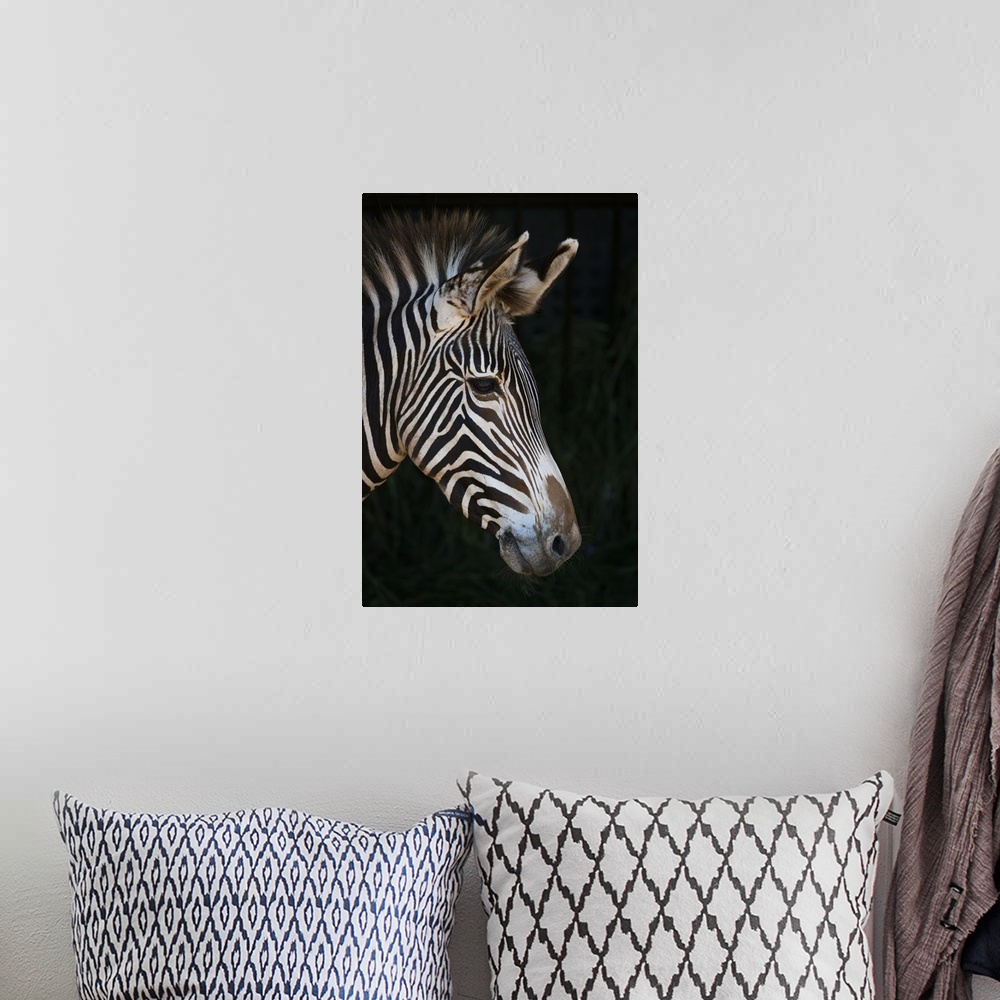 A bohemian room featuring Close-Up Of Grevy's Zebra (Equus Grevyi) Head In Profile Against A Black Background; Cabarceno, C...