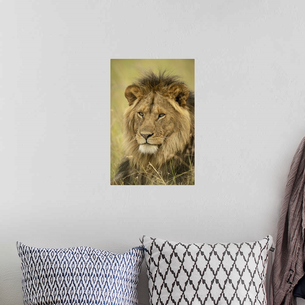 A bohemian room featuring Close-up of male lion (panthera leo) face in grass, Serengeti national park, Tanzania.