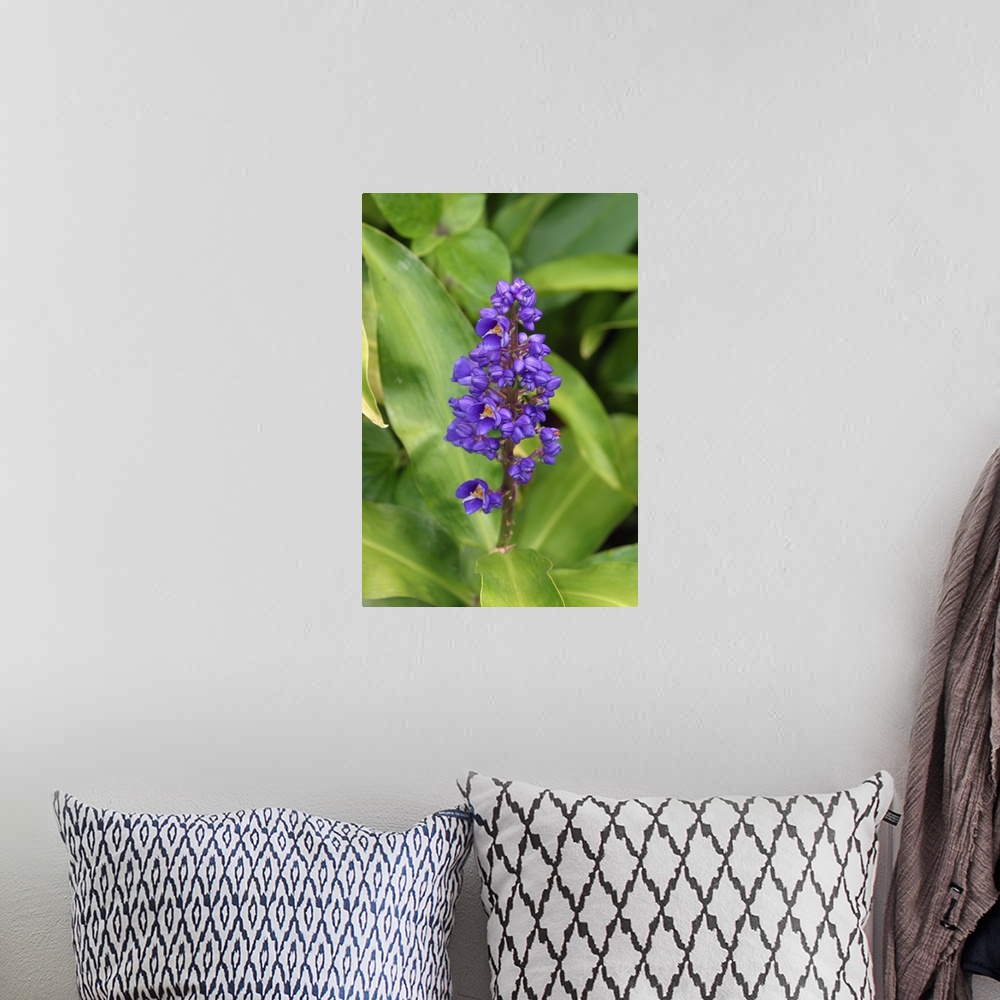 A bohemian room featuring Close-Up Of Purple Cluster Of Flowers